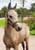Annuncio cavallo