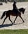 Annuncio cavallo