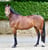 Horse ad