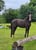 Horse ad