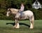 Horse ad