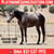 Horse ad