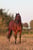 Annuncio cavallo