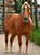 Horse ad