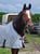 Horse ad