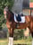 Annuncio cavallo