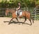 Pferdeinserat