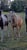 Horse ad