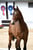 Anuncio de caballos