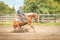 Horse ad