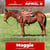 Annuncio cavallo
