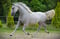 Annuncio cavallo