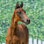 Annuncio cavallo