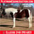 Horse ad