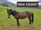 Horse ad