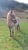 Horse ad