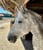 Horse ad