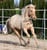 Horse ad