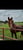 Horse ad