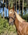 Annuncio cavallo