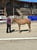Horse ad