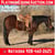 Horse ad