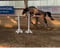 Horse ad