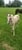 Annuncio cavallo