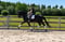 Annuncio cavallo