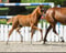 Annonce cheval
