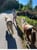 Horse ad