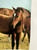 Horse ad