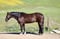 Horse ad