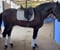 Annuncio cavallo