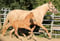 Horse ad