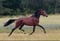 Annonce cheval