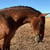 Horse ad