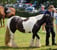 Horse ad