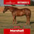 Paardadvertentie