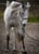 Horse ad