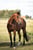 Horse ad