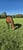 Horse ad