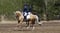 Horse ad