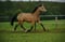 Horse ad