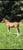Horse ad