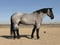 Horse ad