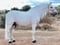 Horse ad