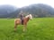 Horse ad