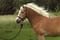 Annonce cheval