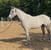 Annuncio cavallo